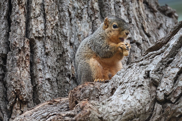 Fox Squirrels in Ann Arbor at the University of Michigan on March 27th, 2024