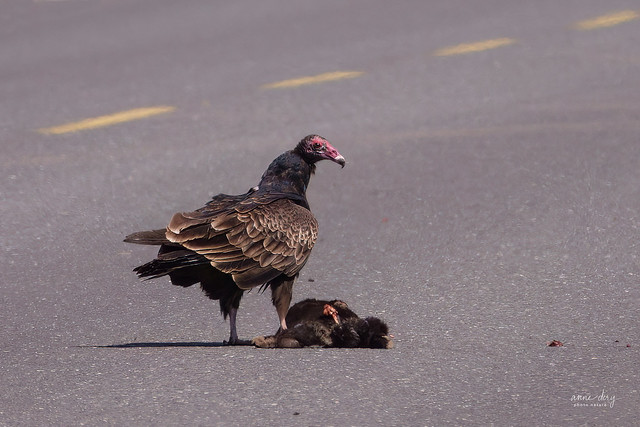 07341 Urubu à tête rouge / Cathartes aura septentrionalis / Turkey Vulture (Northern)