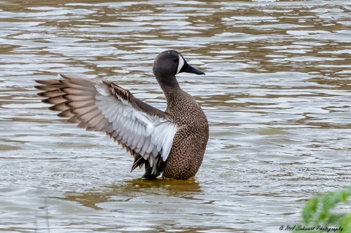 Blue-winged Teal, wings outstretched | Cheyenne Bottoms Wild… | Flickr