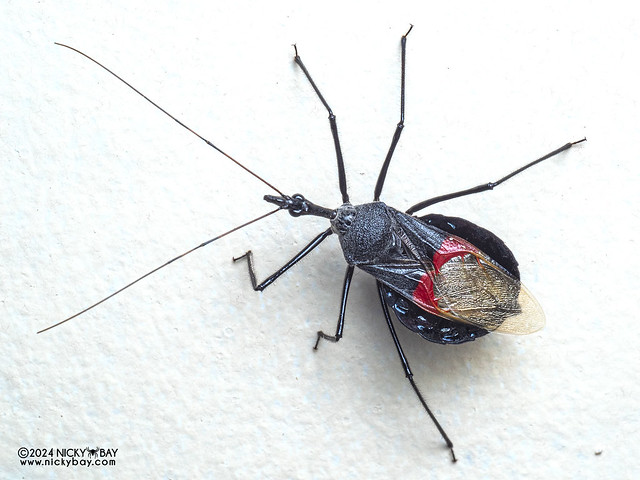 Assassin bug (cf. Sycanus matangensis) - P3091942