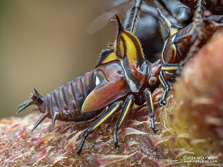 Treehopper nymph (Pyrgauchenia tristaniopsis) - P3126885