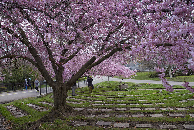 Cheery blooms, Toronto, Mount Pleasant Cemetery