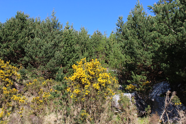 Sunday 21st April 2024. Spring gorse in bloom at Derryclare woods, Connemara, Co Galway, Ireland.