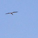 Wood Stork (Mycteria americana) Black Bear Wilderness Area, Seminole County, FL, April 2024.  Bioblitz.