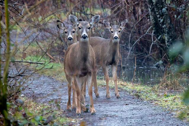 Black-tailed deer of Maplewood flats