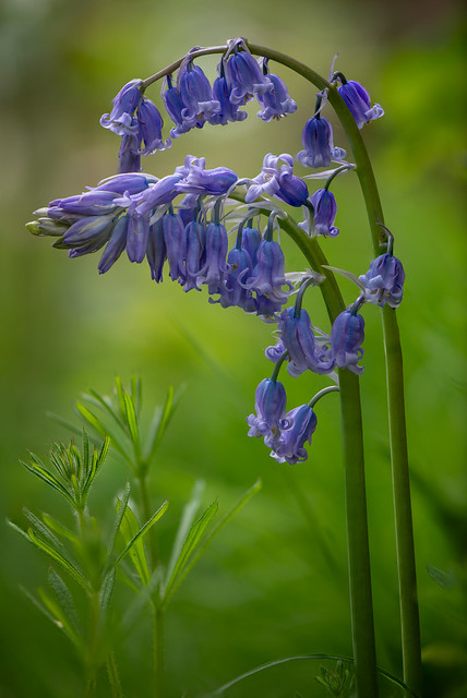 Bluebells, Sulehay Forest