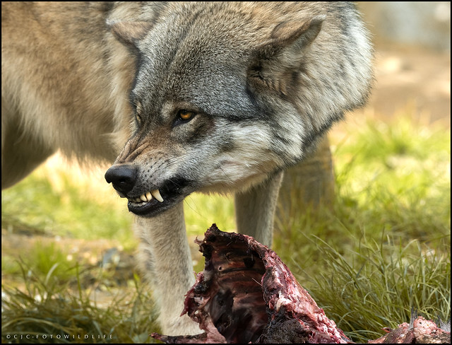 Alpha female, she feeds first - Eurasian Grey Wolf, Colchester Zoo.