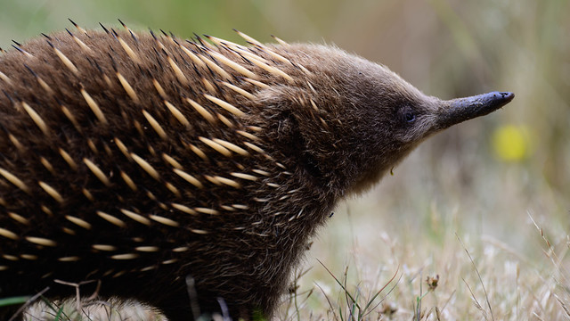 Echidna at Mt Field National Park