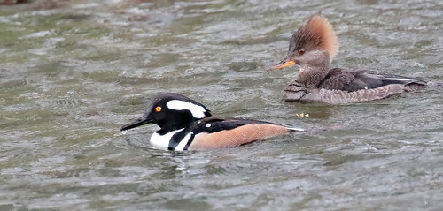 Admiring her mate Hooded Mergansers on Buffalo Creek in Central Pennsylvania.