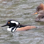 Admiring her mate Hooded Mergansers on Buffalo Creek in Central Pennsylvania.