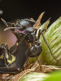 Droptail ant (Myrmicaria brunnea) - P3126947