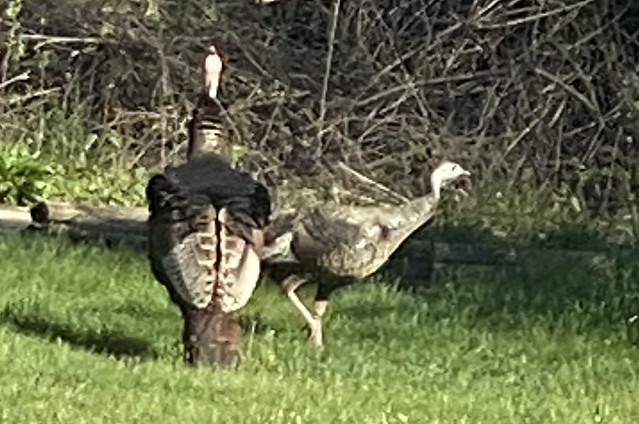 Mother and child Turkeys