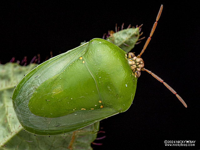 Stink bug (Eurysaspis flavescens) - P3115114