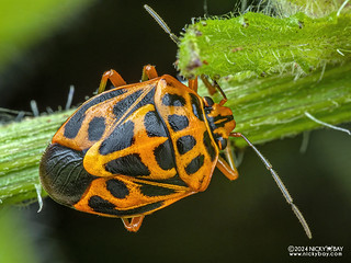 Variegated coffee bug (Antestiopsis sp.) - P3091910