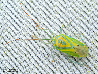 Stink bug (Urolabida histrionica) - P3137651