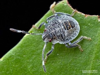 Stink bug nymph (Pentatomoidea) - P3126744