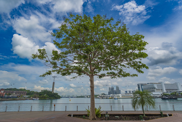 Tree on Sentosa Boardwalk in Singapore