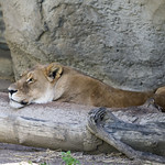 Sleepy Lion 
