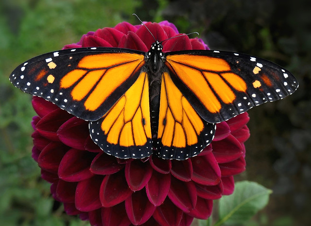Monarch on Dahlia -- Happy Earth Day!