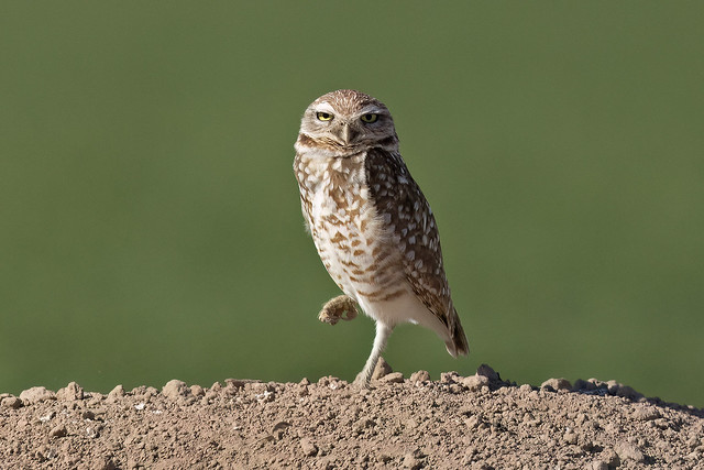 _07A8530 Burrowing Owl