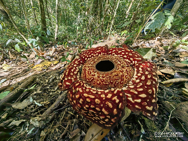 Rafflesia flower (Rafflesia pricei) - IMG_20240309_154418b