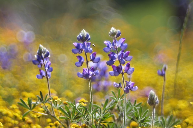 Lupines And Bubbles