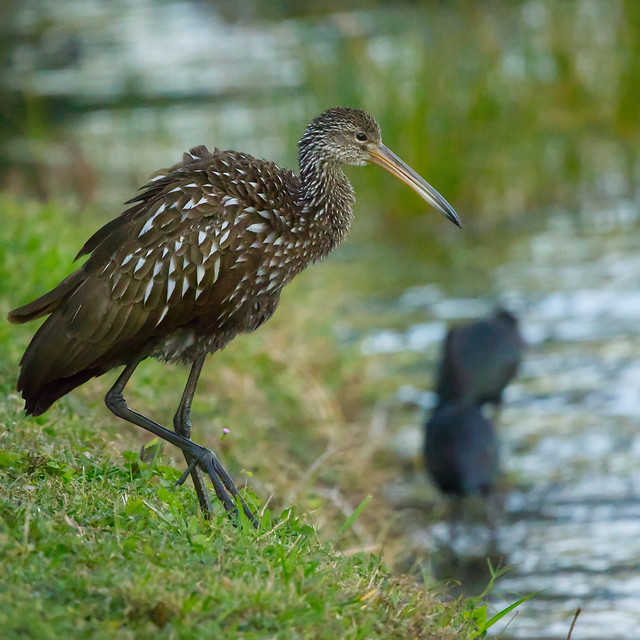 Limpkin at the waters edge