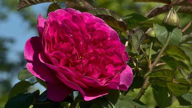Rose rouge 2