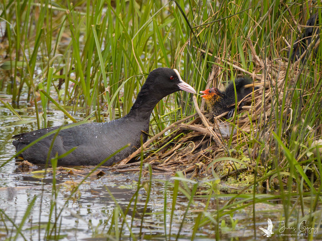 ‘A Fathers Love’ - Coot father feeding its young chick