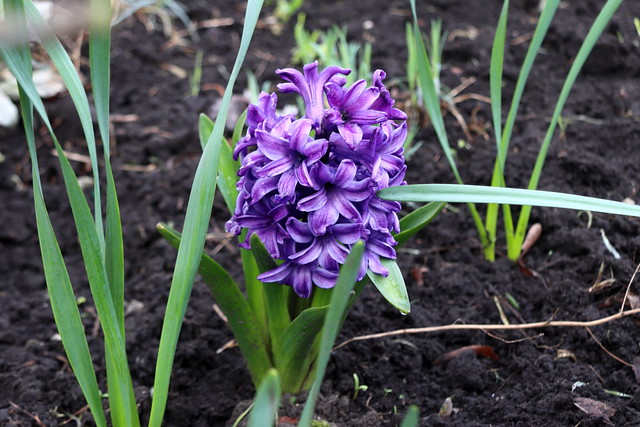 April 22, 2024. The 789th day of war in Ukraine. Hyacinthus orientalists. Asparagaceae.