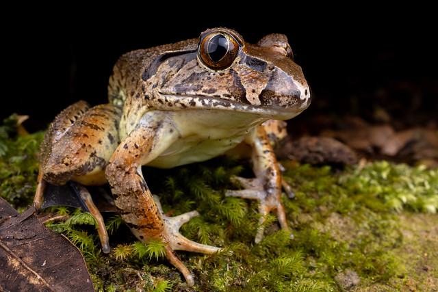 Giant Barred Frog - Mixophyes iteratus