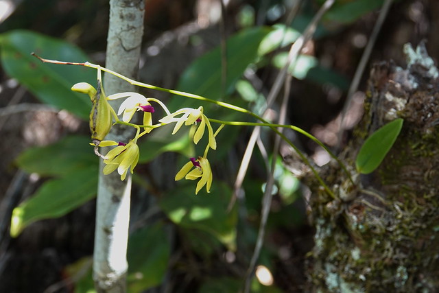 Dendrobium oppositifolium