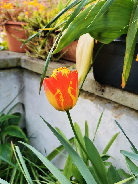 Flowers in my garden 24-04-22 (09) Tulip