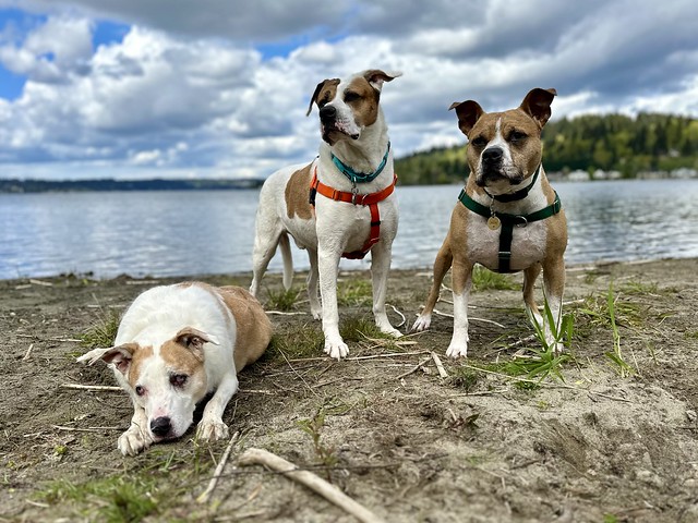 Dogs on the shore of Lake Sammamish