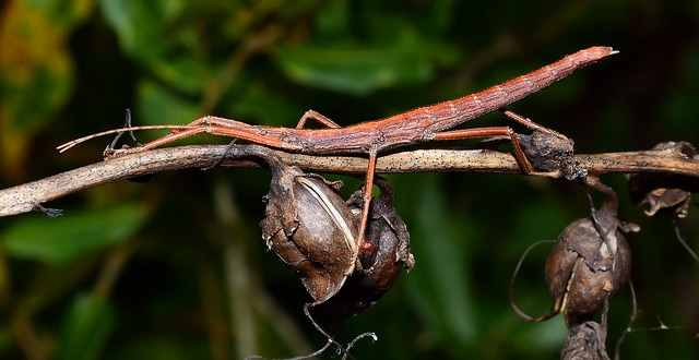 Stick to It~ Stick Insect