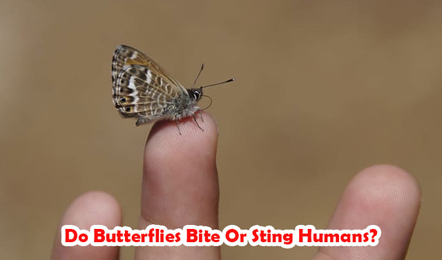 Butterflies Bite Or Sting Humans