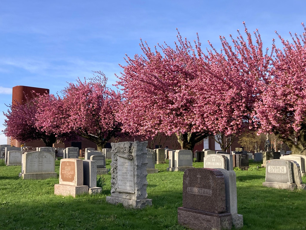 cherry blossom row