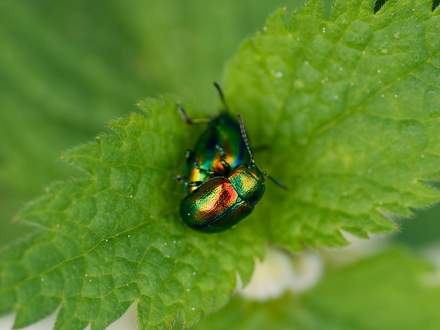 leaf beetles