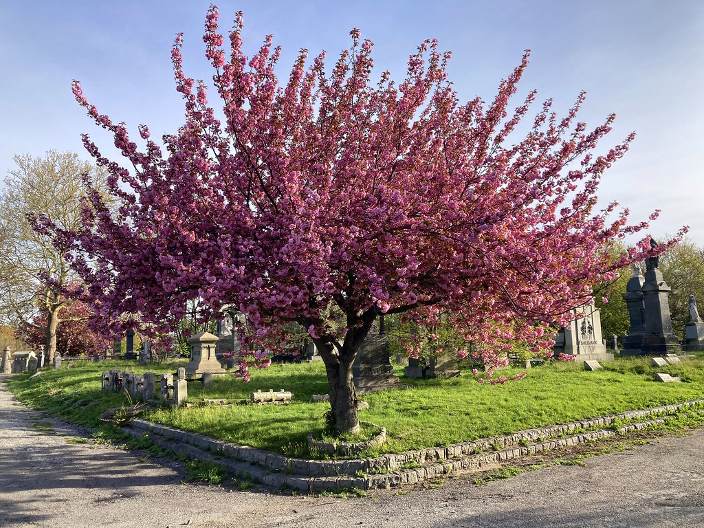 cherry blossom corner