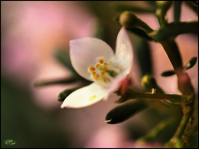 Boronia - particolare del fiore - details of the flower