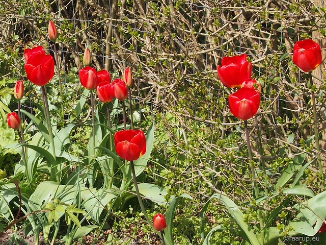 Tulips blooming