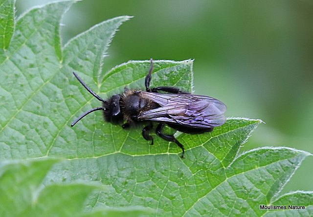 IMG_5134. Andrena pilipes/morio (Andrenidae) f