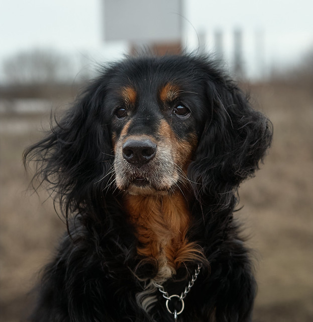 Semargl. Retired rescue dog.