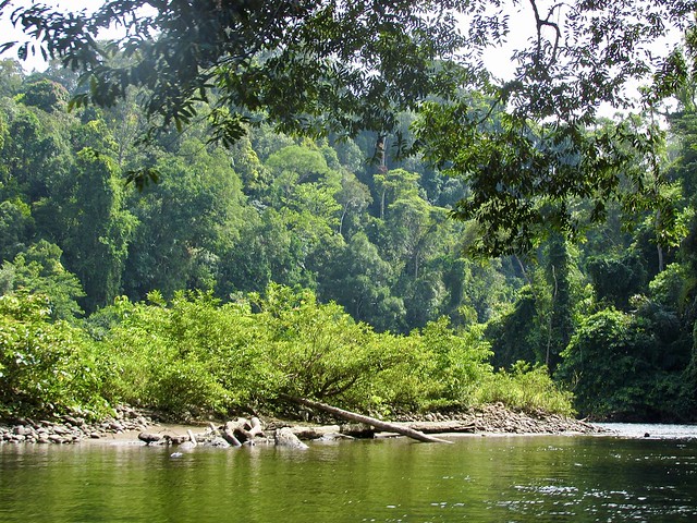 Temburong River & Bruneian Rainforest, Brunei (2016)