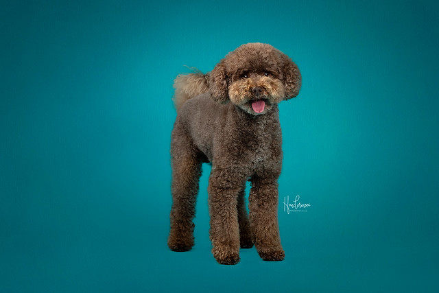 Poodle in studio contact info@hondermooi.be for licensing info