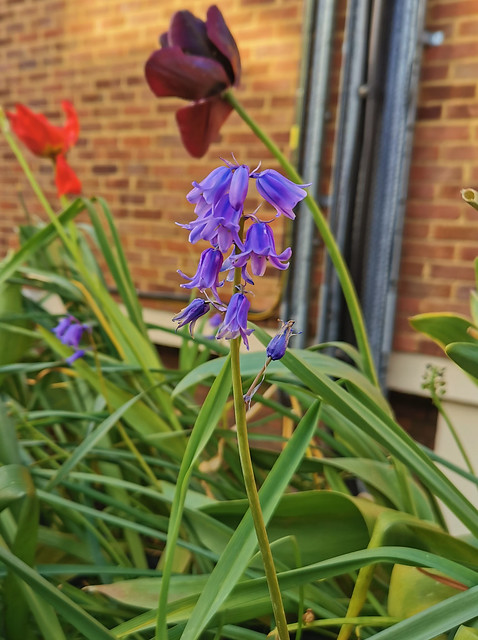 Flowers in my garden 24-04-22 (12) Bluebell