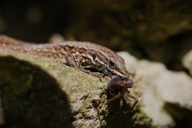 Wall lizard with spider catch.