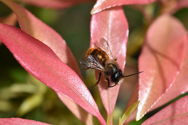 Red Mason Bee