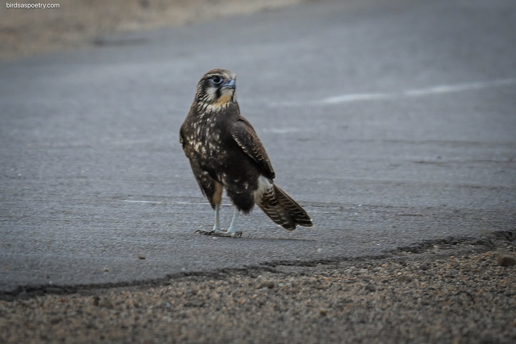 Brown Falcon: Early Morning Hunt