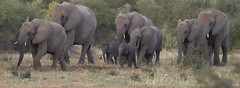 Two by Two !Elephants in Etosha ,Namibia  (由  nicole le roy91